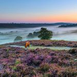 new-forest-england from London Country Tours