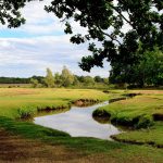 New Forest England Travel Guide