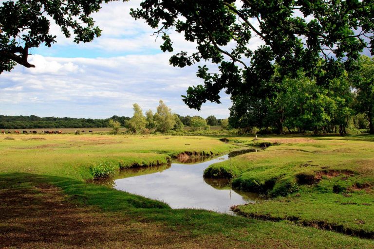 New Forest England Travel Guide