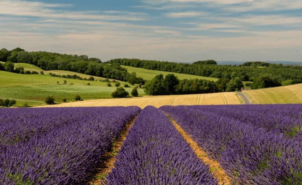 Vibrant lavender fields in the Cotswolds with rolling green hills under a blue sky